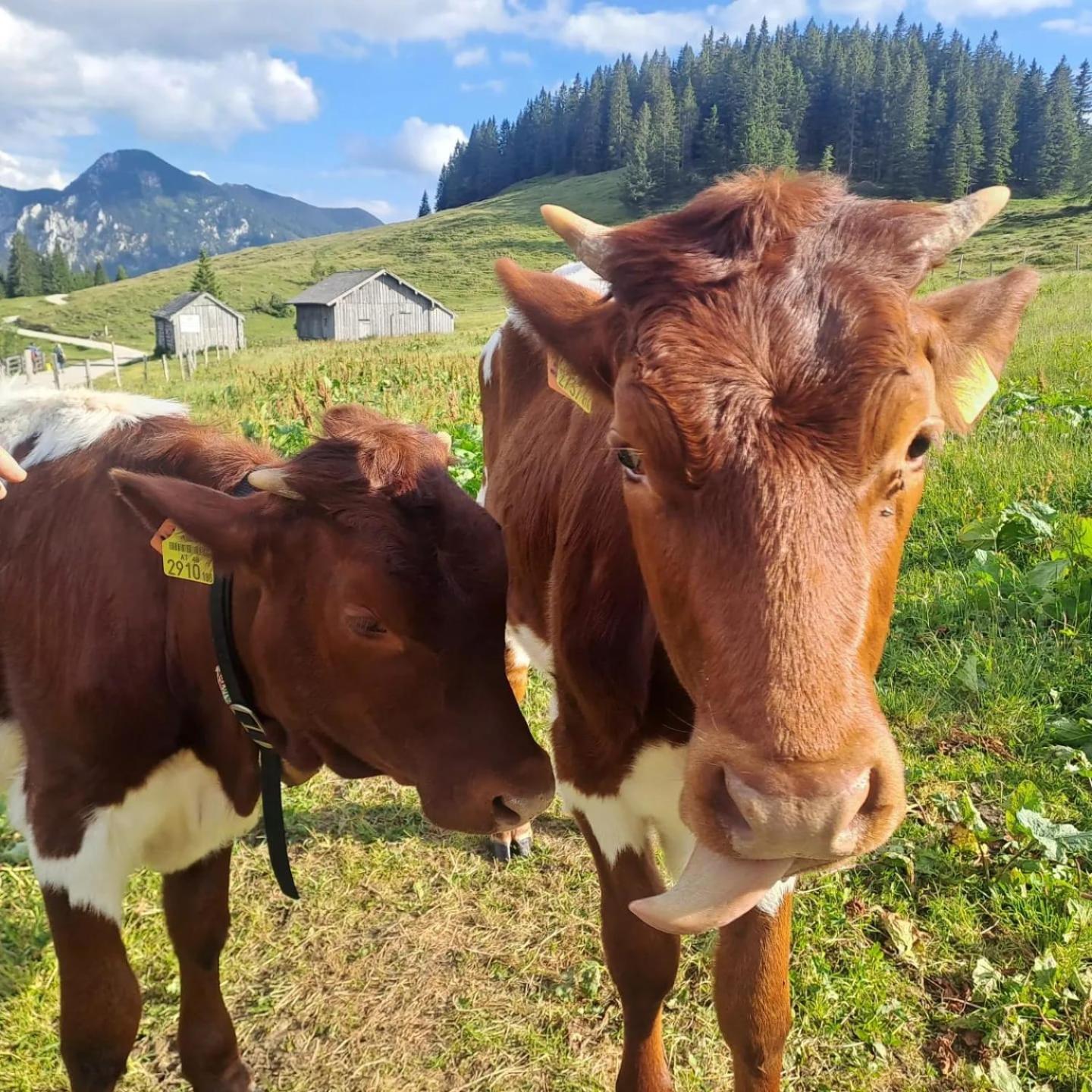 Mountainlove Strobl Esterno foto